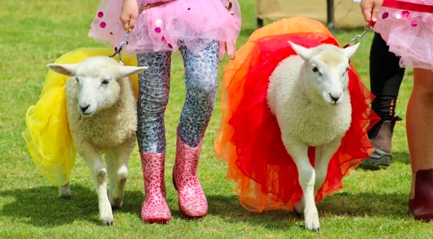 Calves, kids and lambs